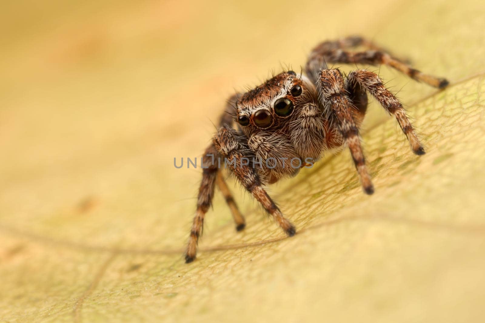 Jumping spider portrait on the yellow autumn leaf