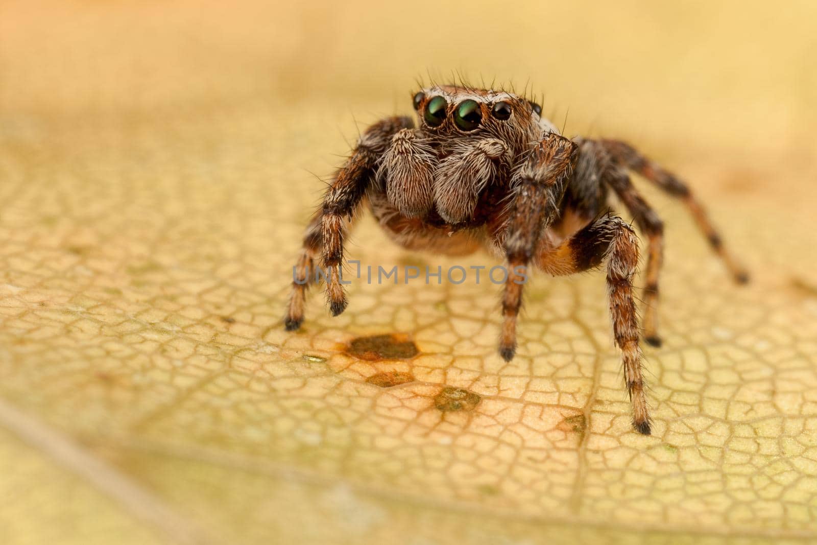 Jumping spider on the autumn leaf by Lincikas