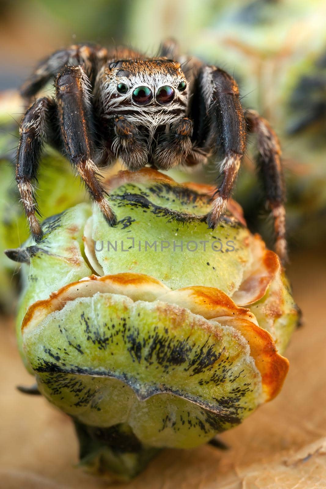 Jumping spider and green buds by Lincikas