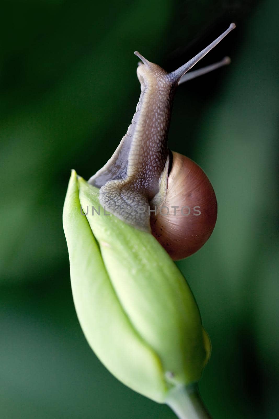 Nice  brown snail climb up on a green tulip