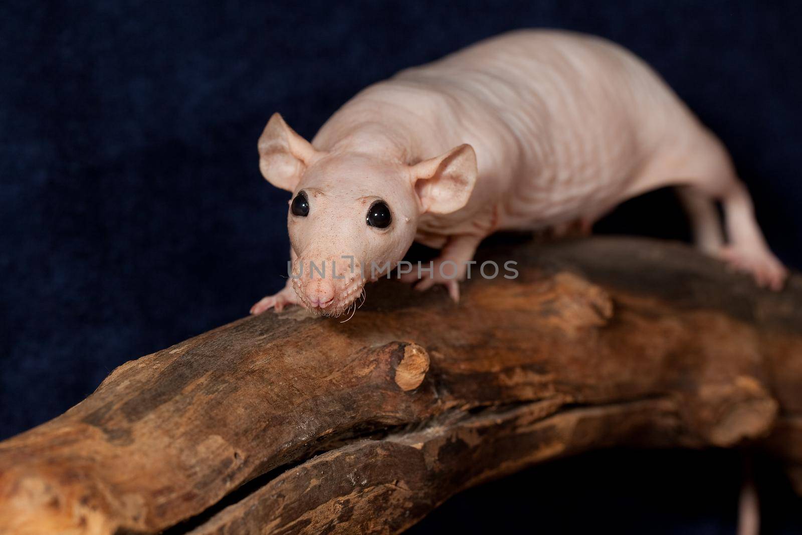 Hairless rat on a branch by Lincikas