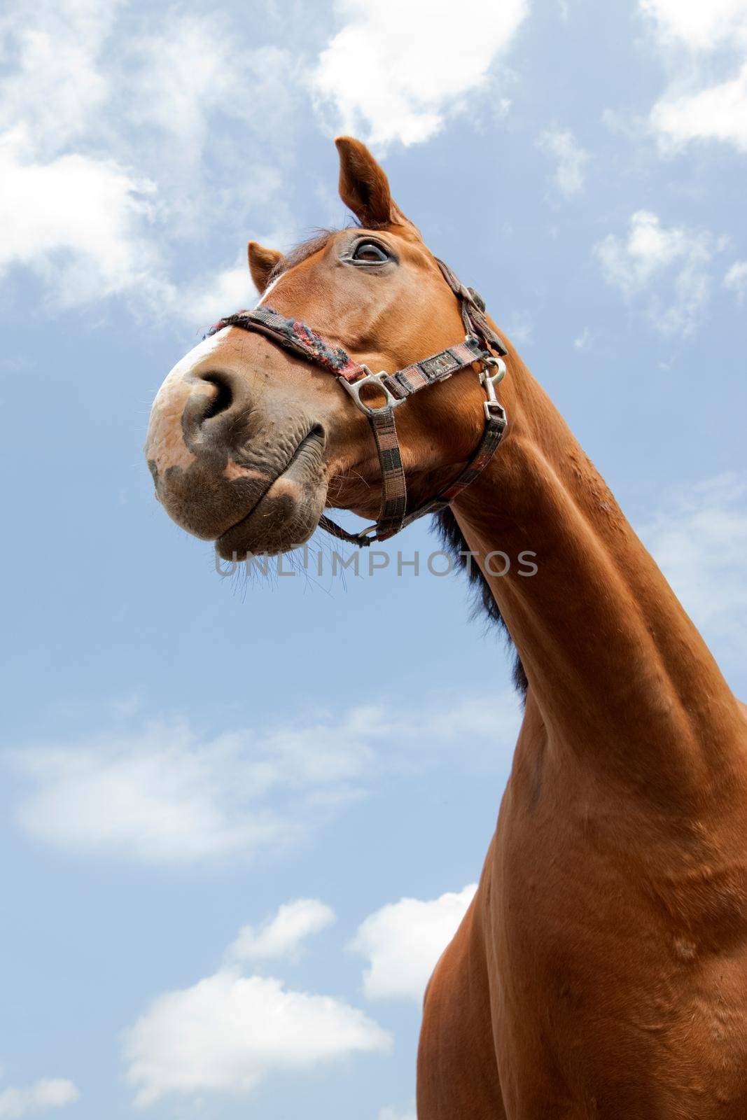 Wide angle horse snout portrait on a blue sky background