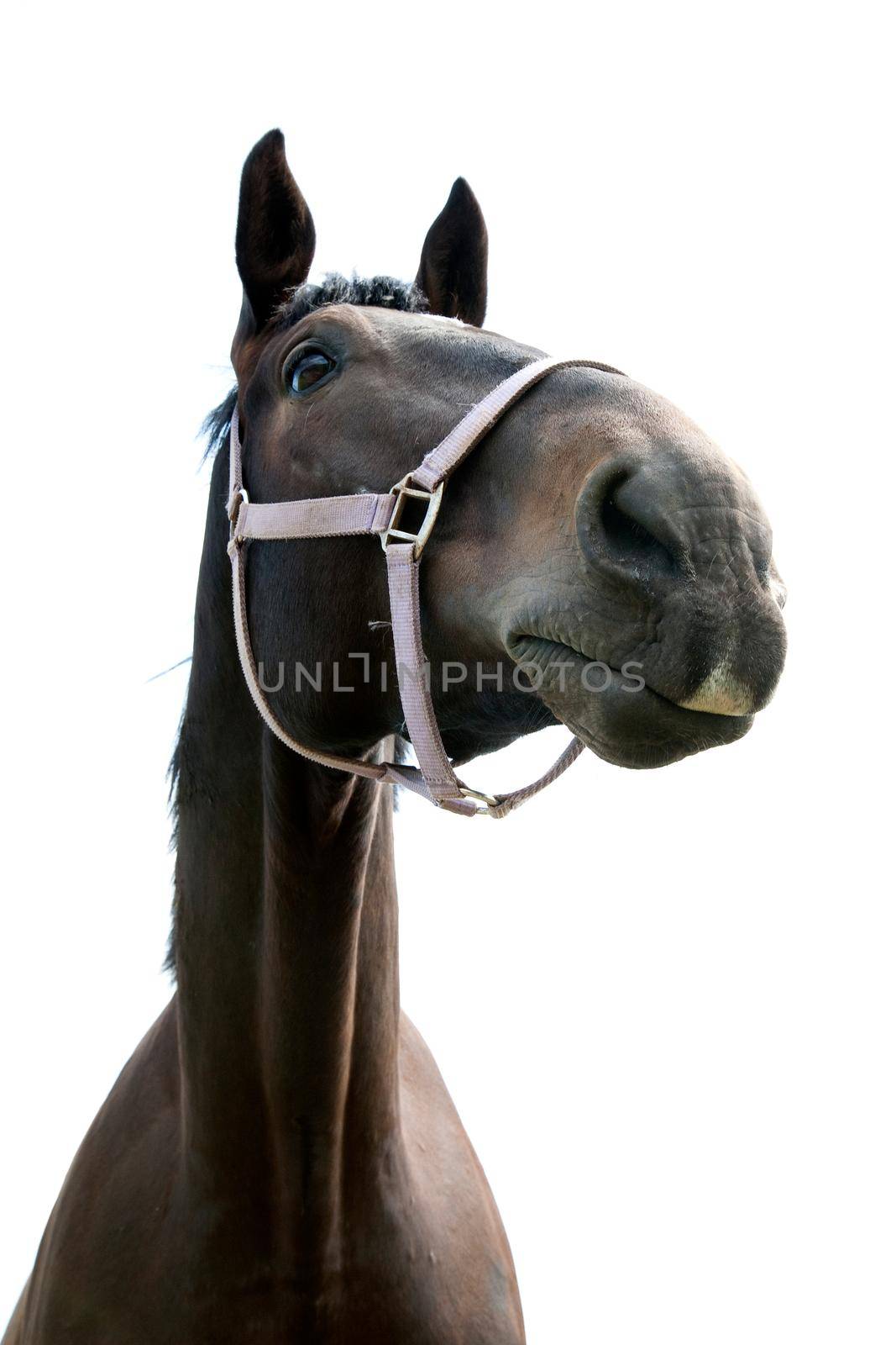 Wide angle, dark brown horse portrait on the white sky background