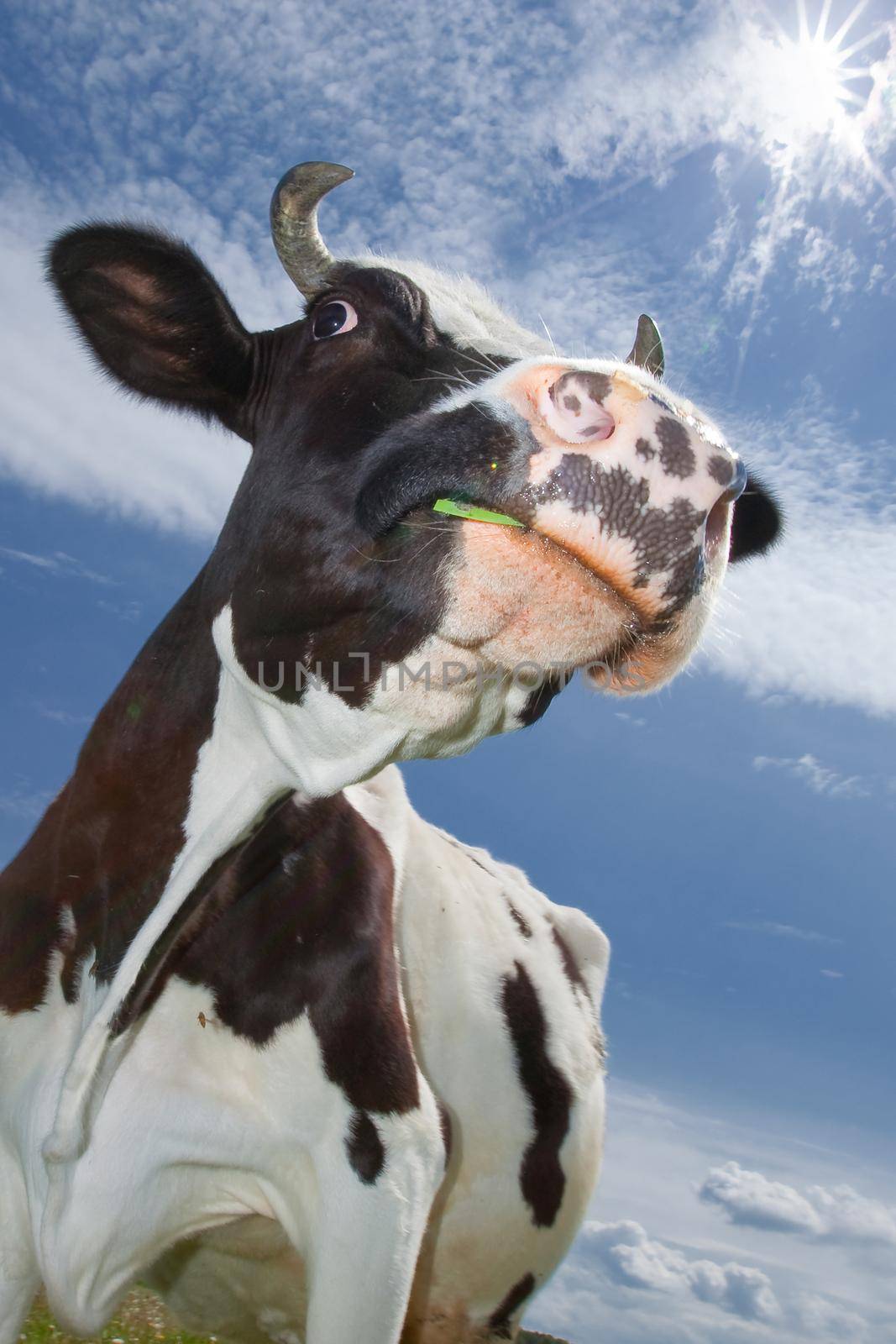 Funny cow with grass in the mouth in a blue sky with clouds background
