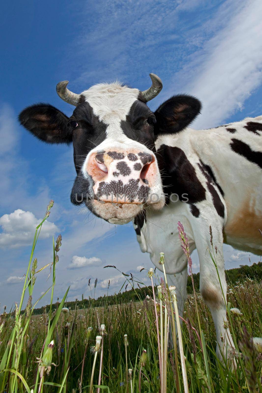 Cow portrait by Lincikas