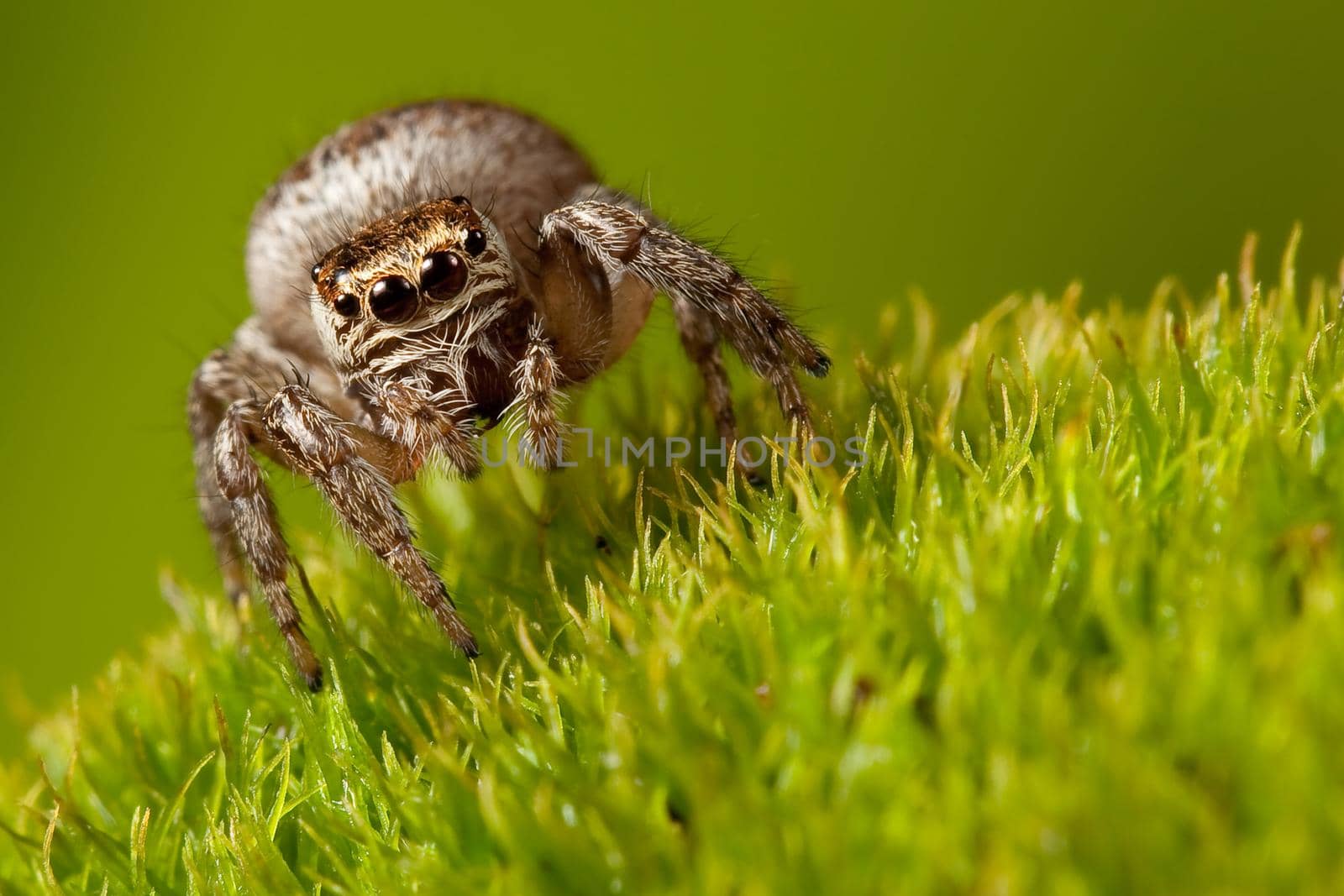 Jumping spider walk in the grass by Lincikas