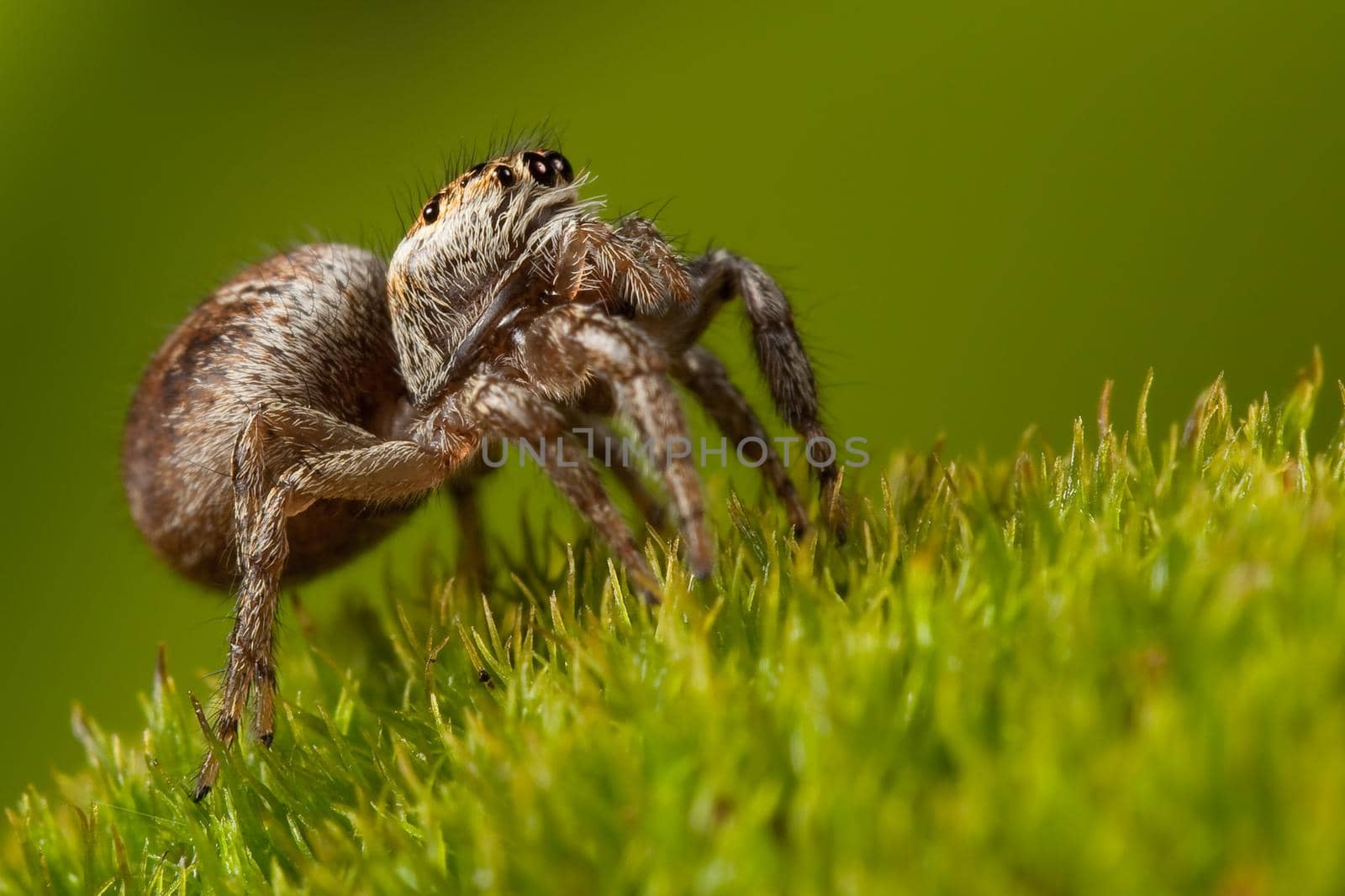 Jumping spider walk in the grass by Lincikas