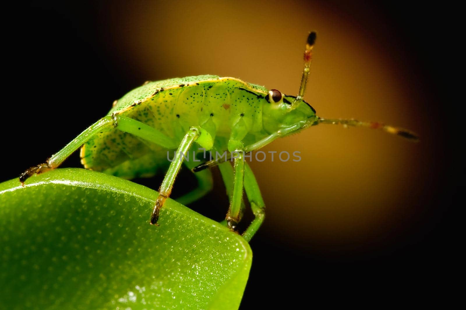 Green shield bug on butterworts leaf in a brown background, monitors the environment