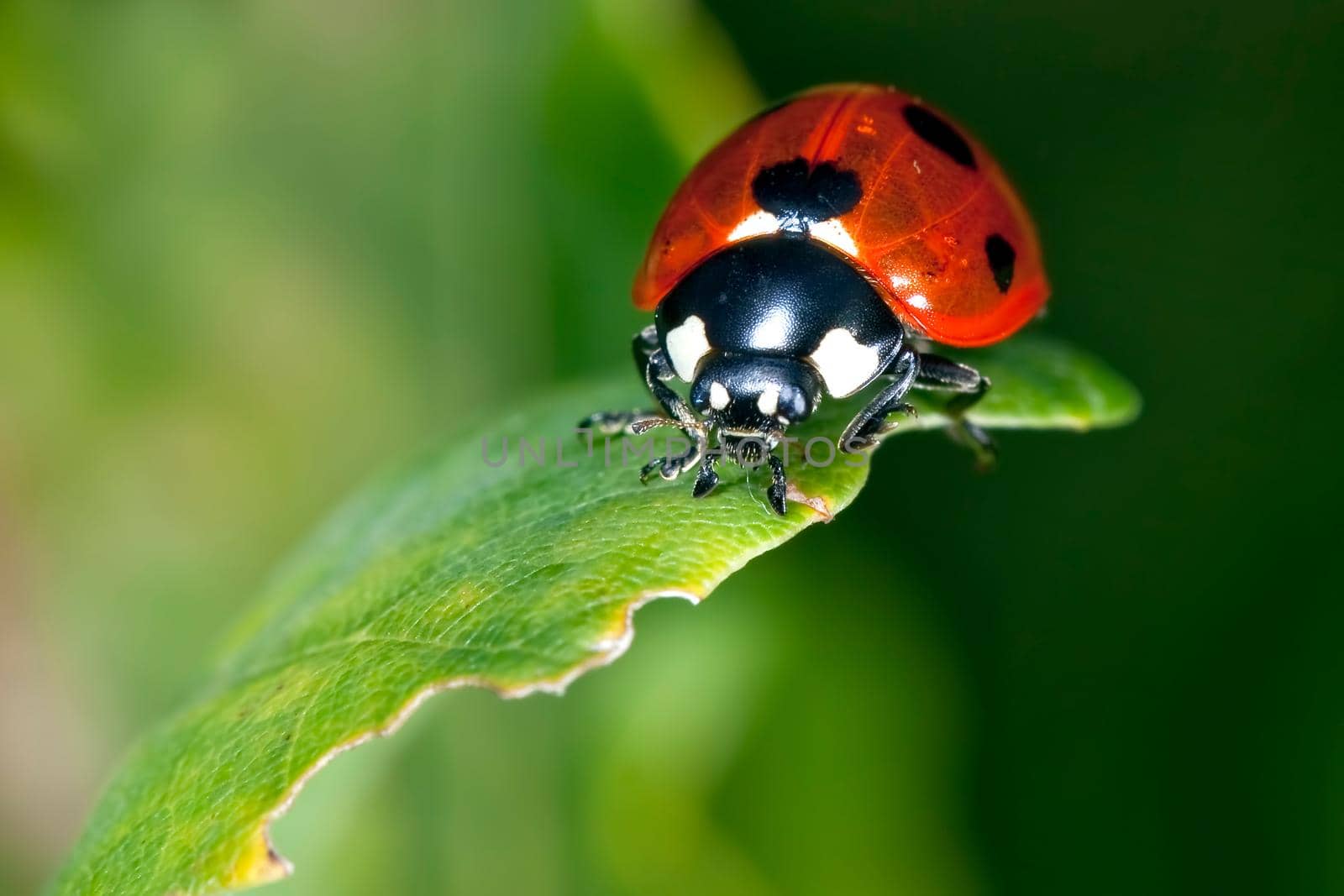 Red with black spots ladybug on a green little leaf
