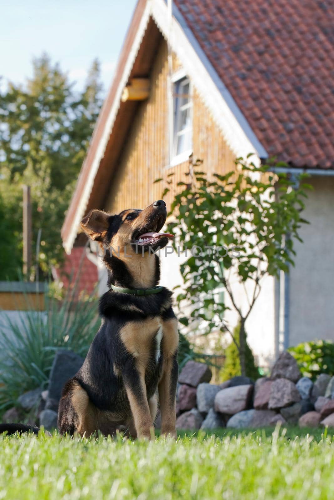 Dog in the yard by Lincikas