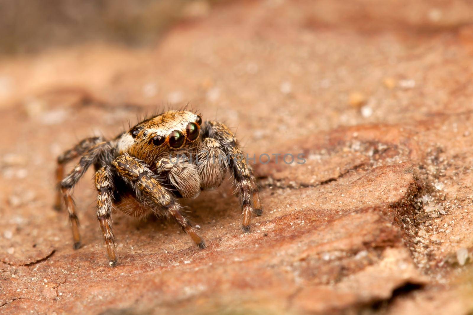 Jumping spider on a brown tree bark like to a probe on the surface of Mars