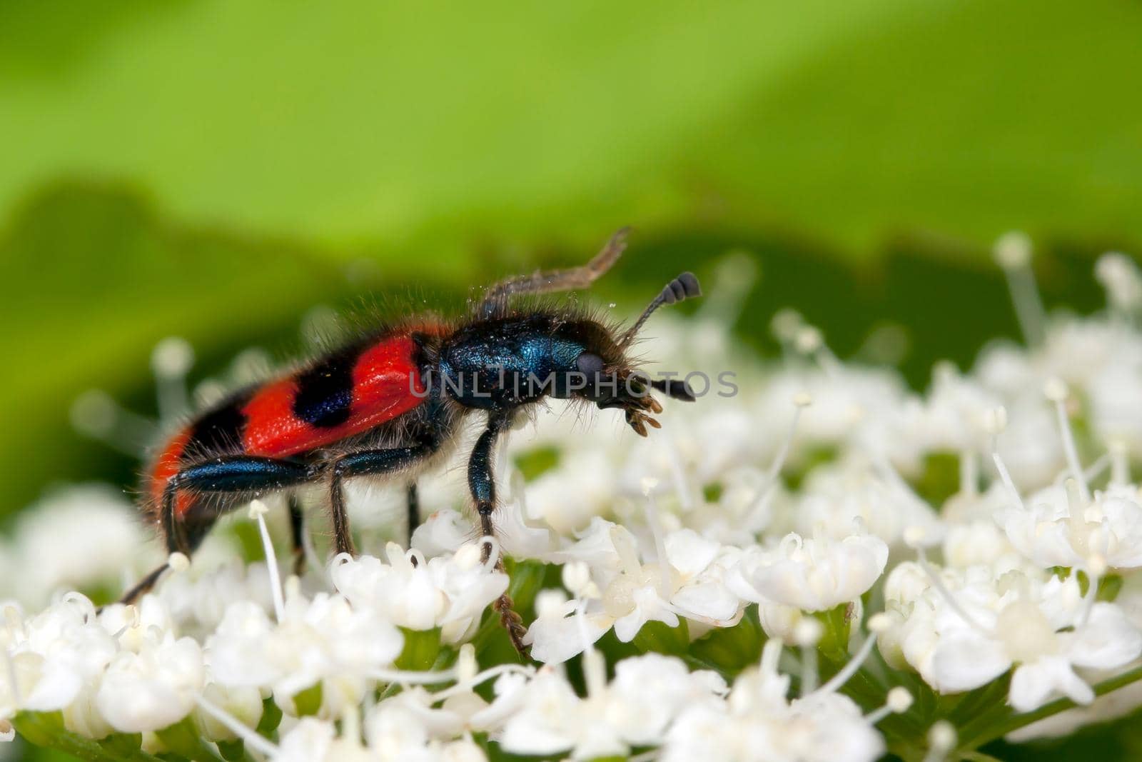 Checkered hairy beetle climbs on a white flowers
