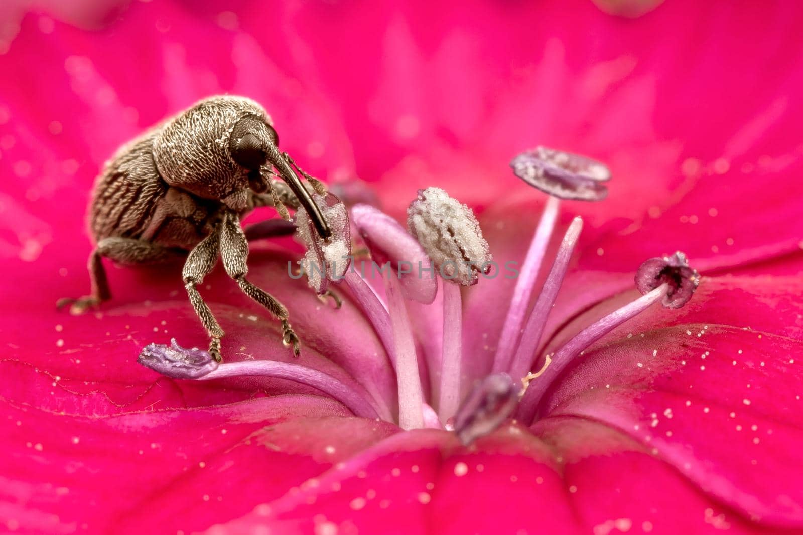 Brown Hylobius bug eating pollen on a bright pink flower bud
