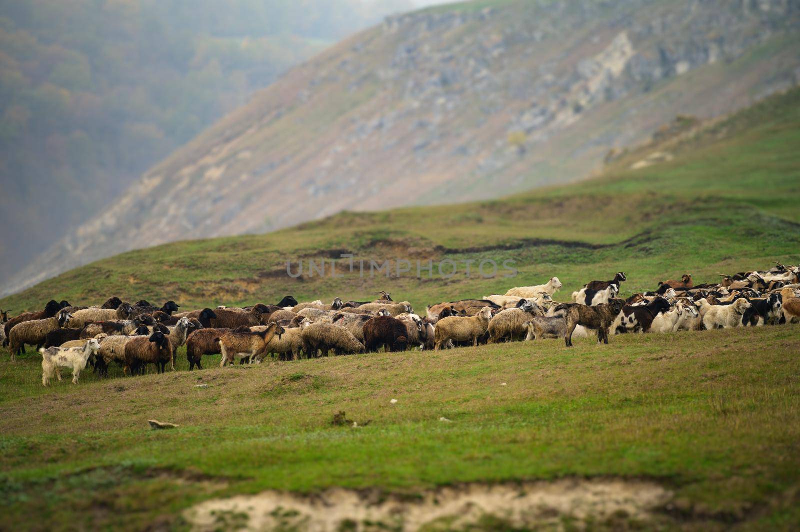 Hills landscape with grazing sheeps flock, north of Moldova, near Volodeni village