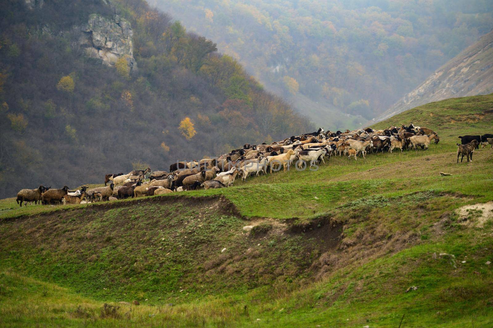 Hills landscape with grazing sheeps flock, Moldova by starush