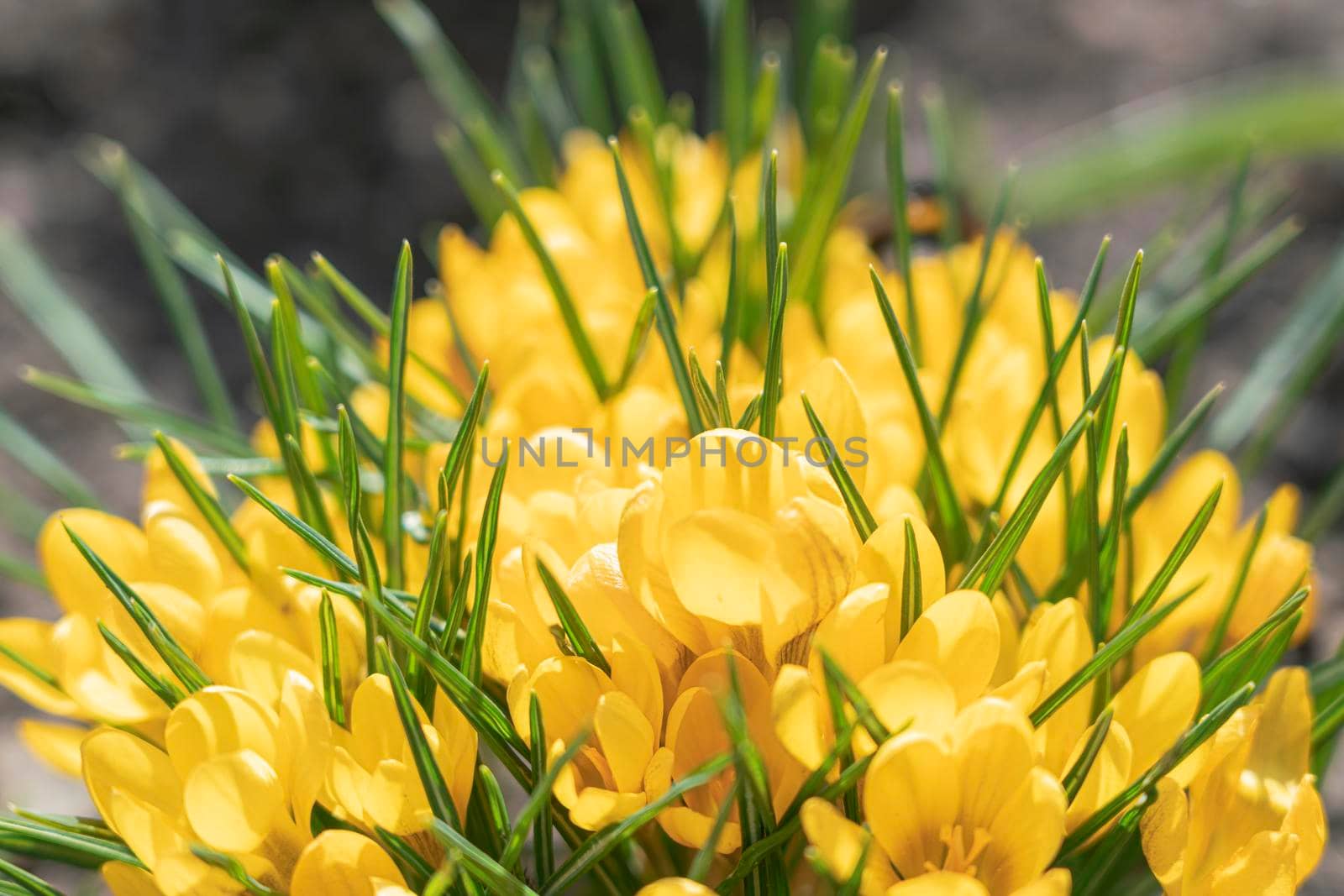 yellow crocuses close up on a beautiful background. High quality photo
