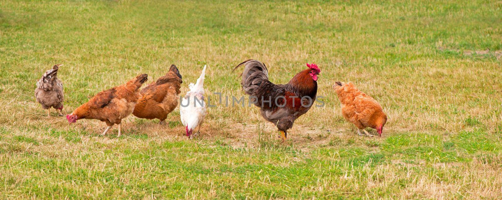 Rooster and chickens grazing on the grass