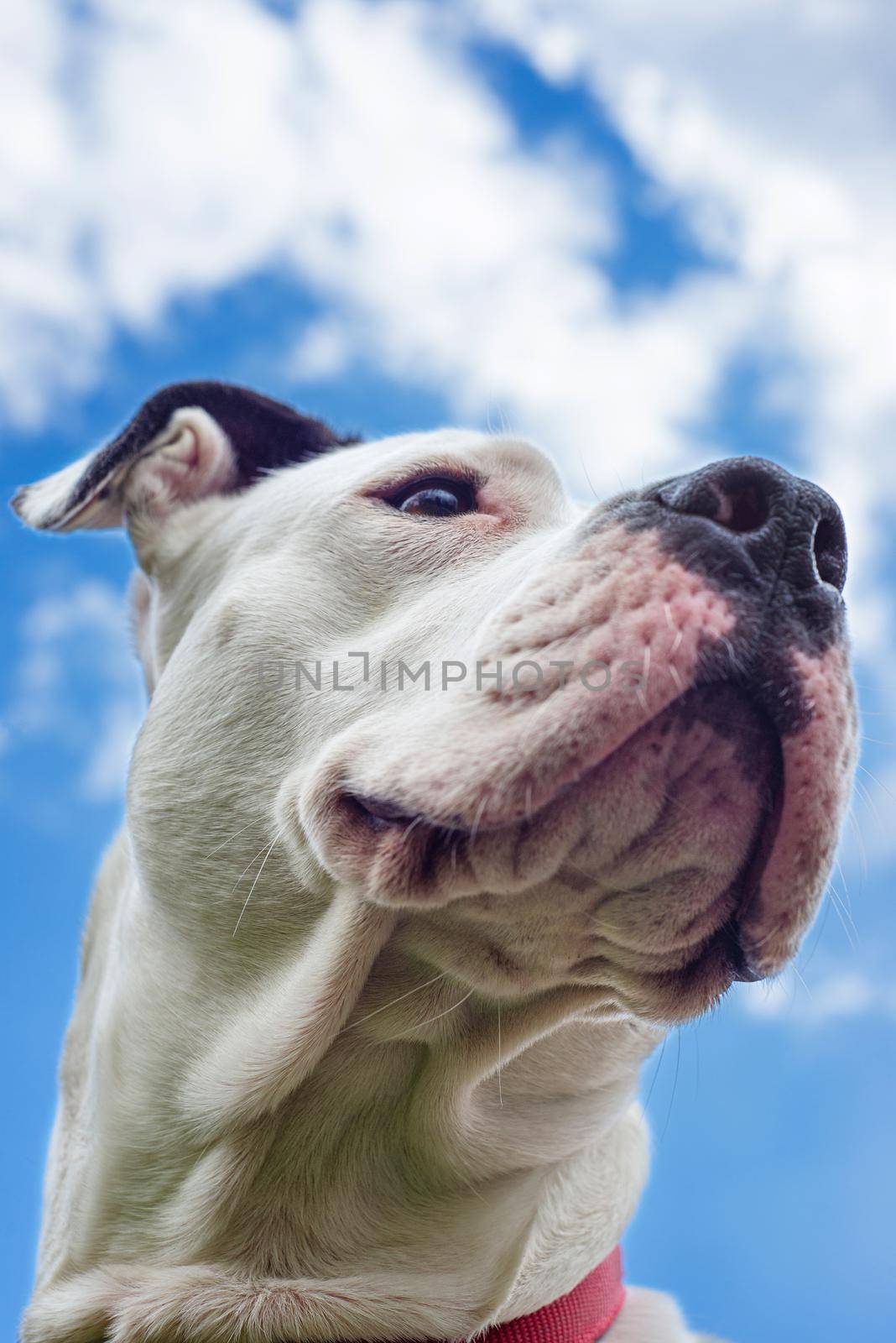 Heroic portrait of a white female pitbull terrier dog, from below under a cloudy blue sky.