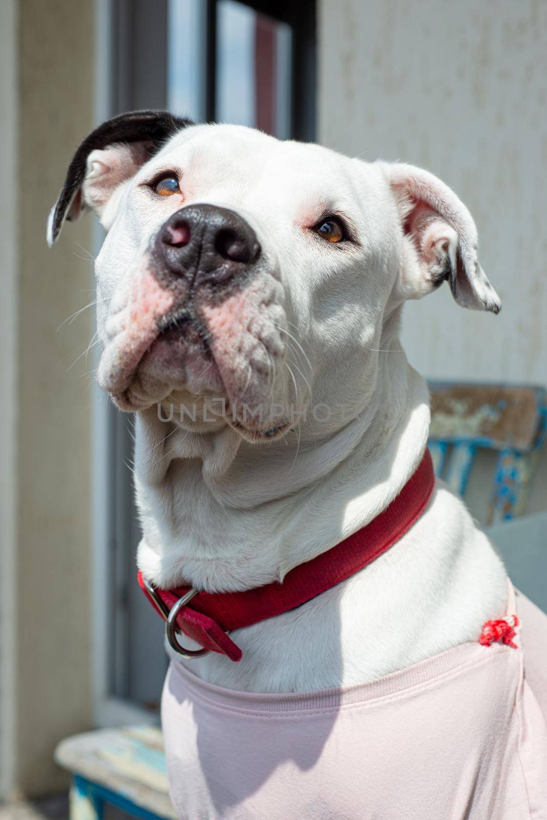 Portrait of a cute white female pitbull with pink teashurt and red collar, looking up.