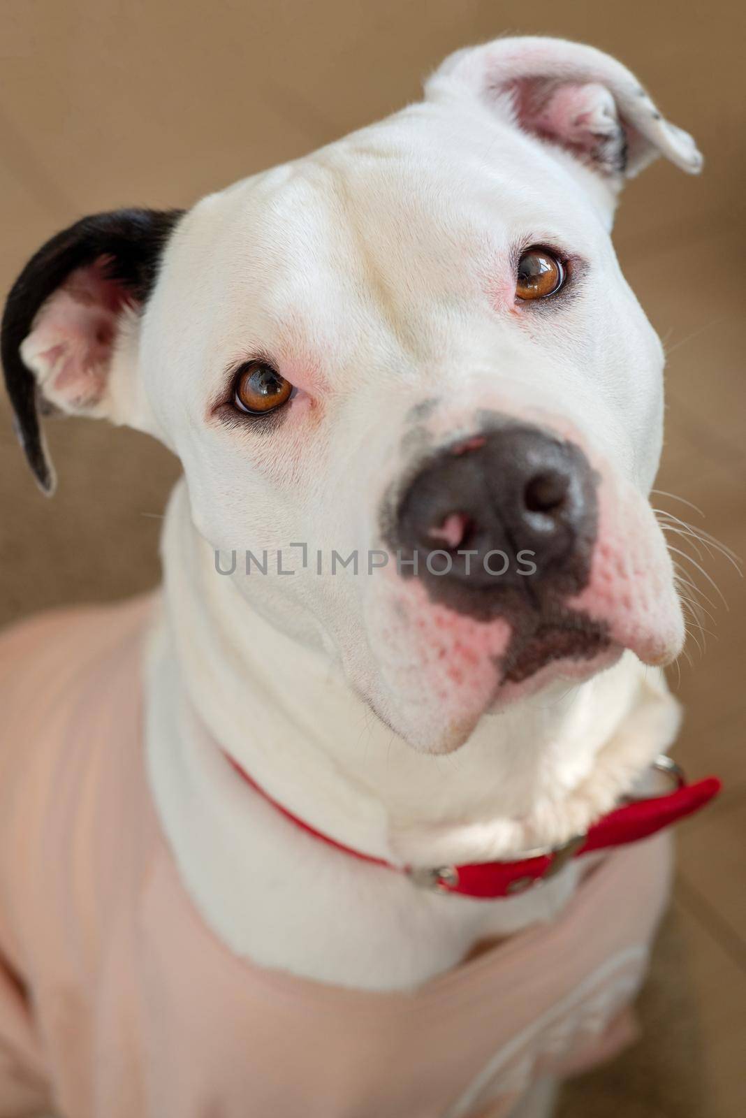 Cute White Female Pitbull Beast Dressed Up by vilevi