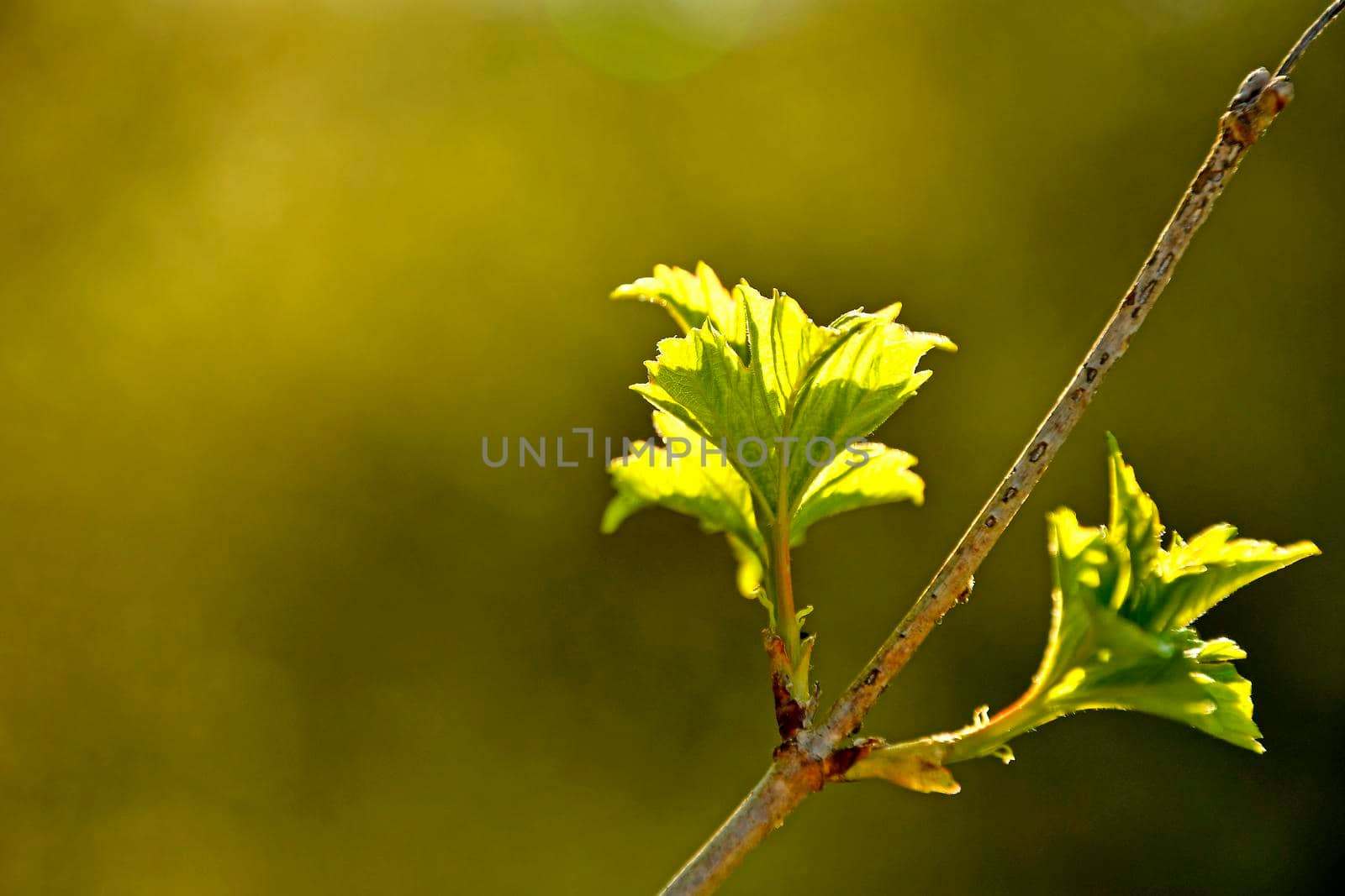 young green leaves in spring in backlit