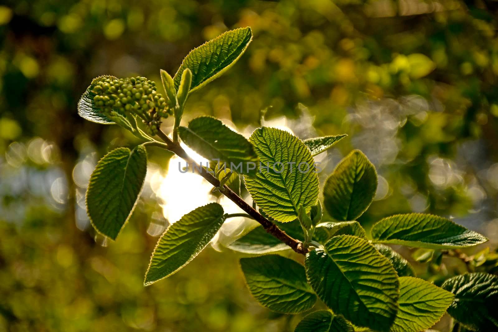 guelder rose, young fresh leaves in spring in backlit in Germany