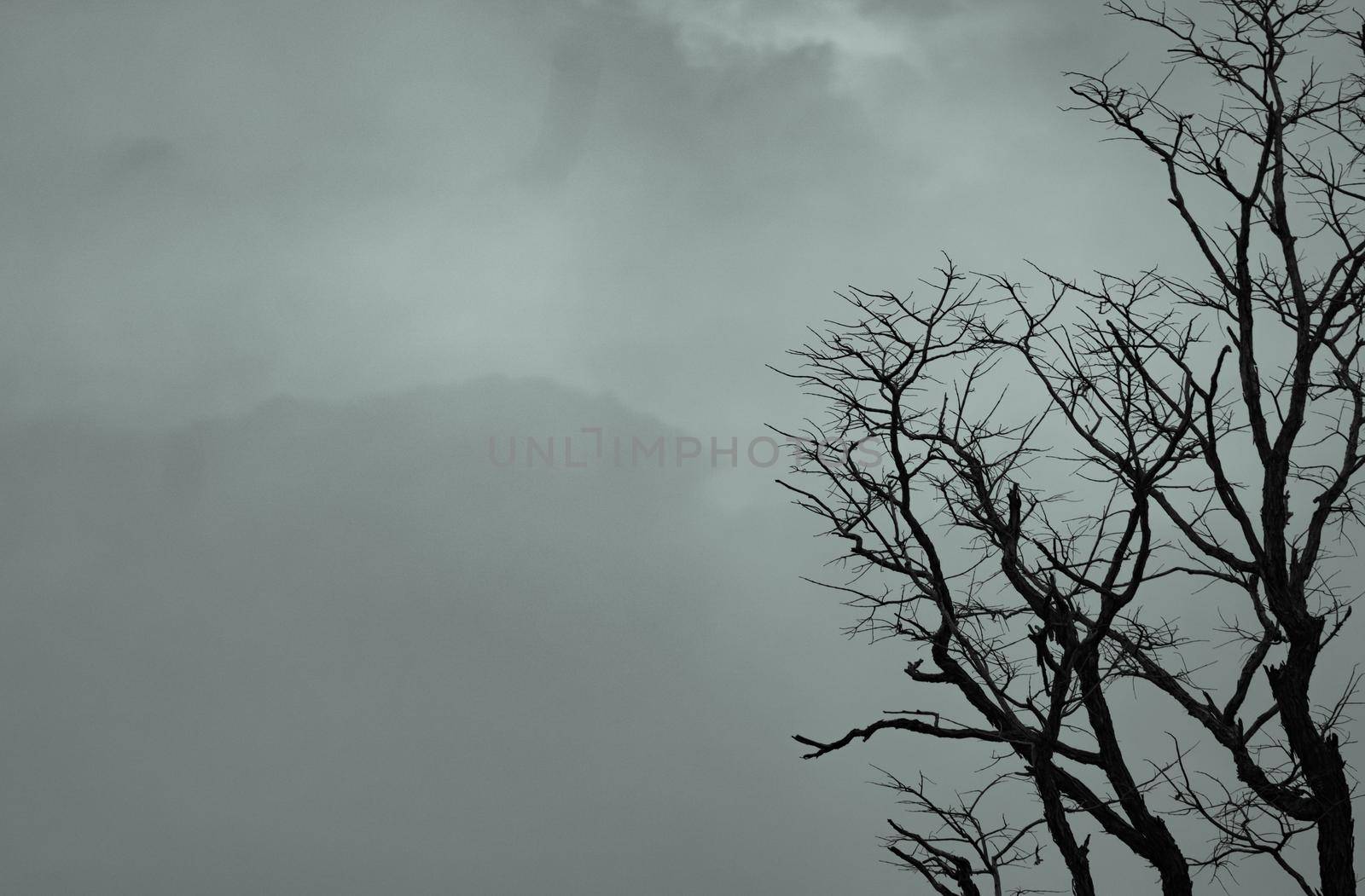 Silhouette dead tree on dark dramatic sky and white clouds background for a peaceful death. Despair and hopeless concept. Sad of nature. Death and sad emotion background. Dead branch unique pattern.