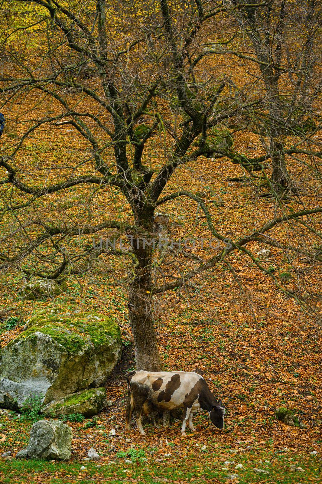 autumn landscape cows graze near the oak grove by starush