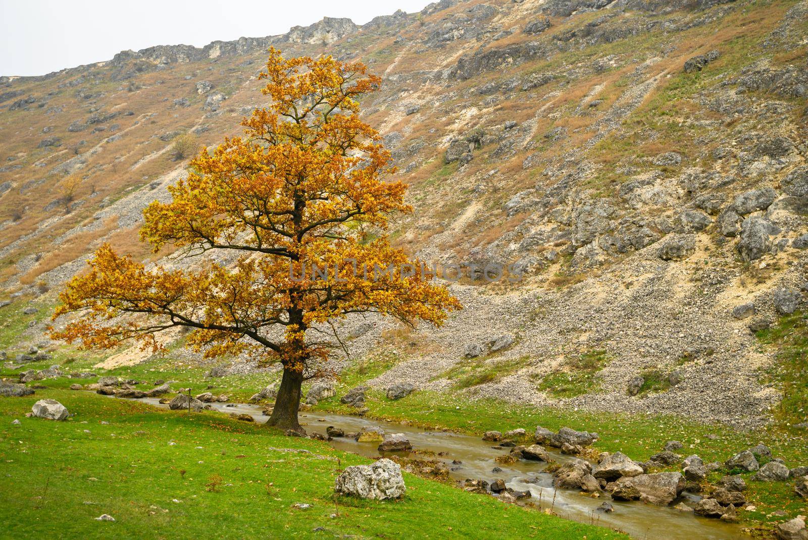 autumn landscape of single tree in the hills by starush