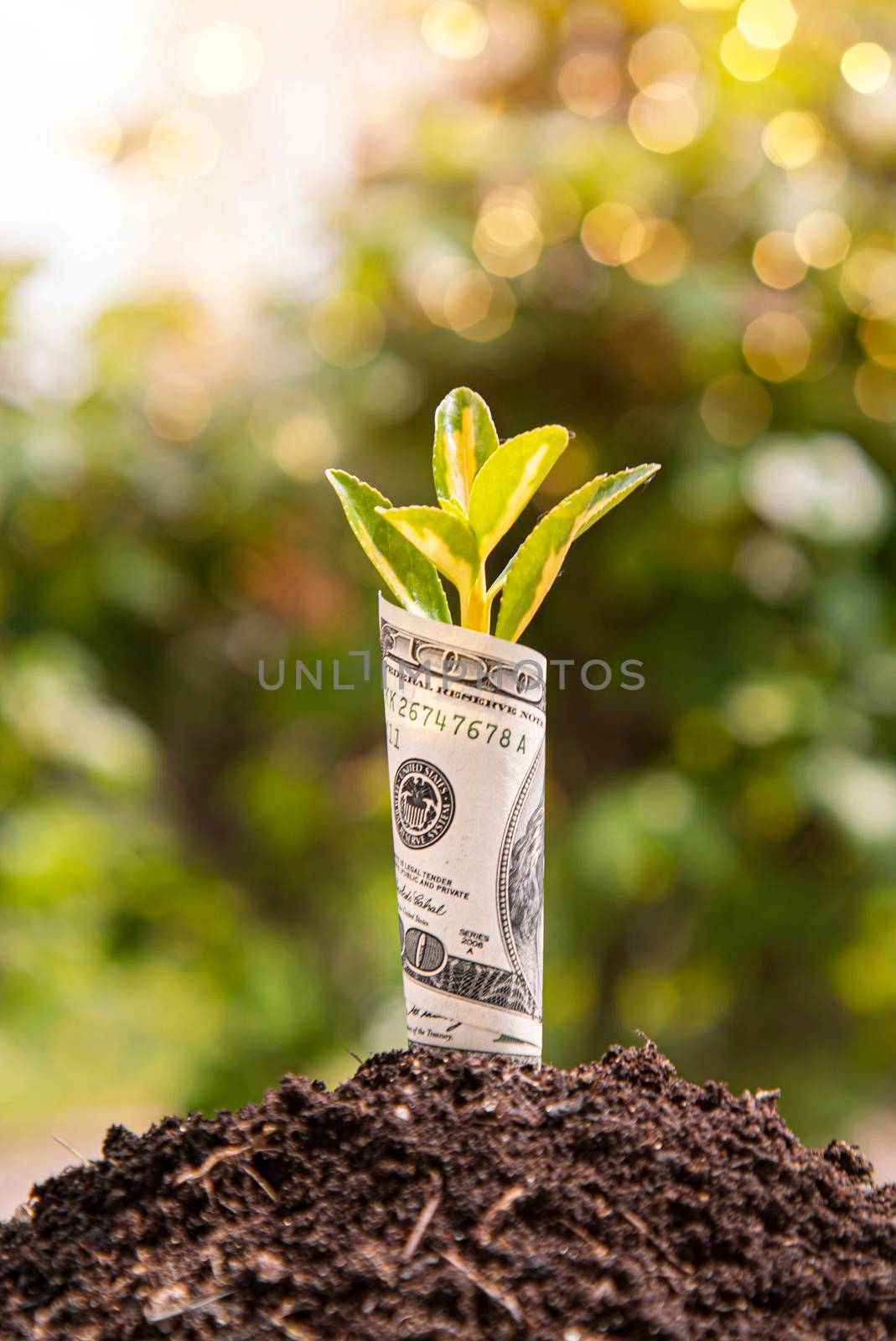 Economic Growth symbol one hundred dollar bill with a plant or leaf growing out of the earth with blurred green background