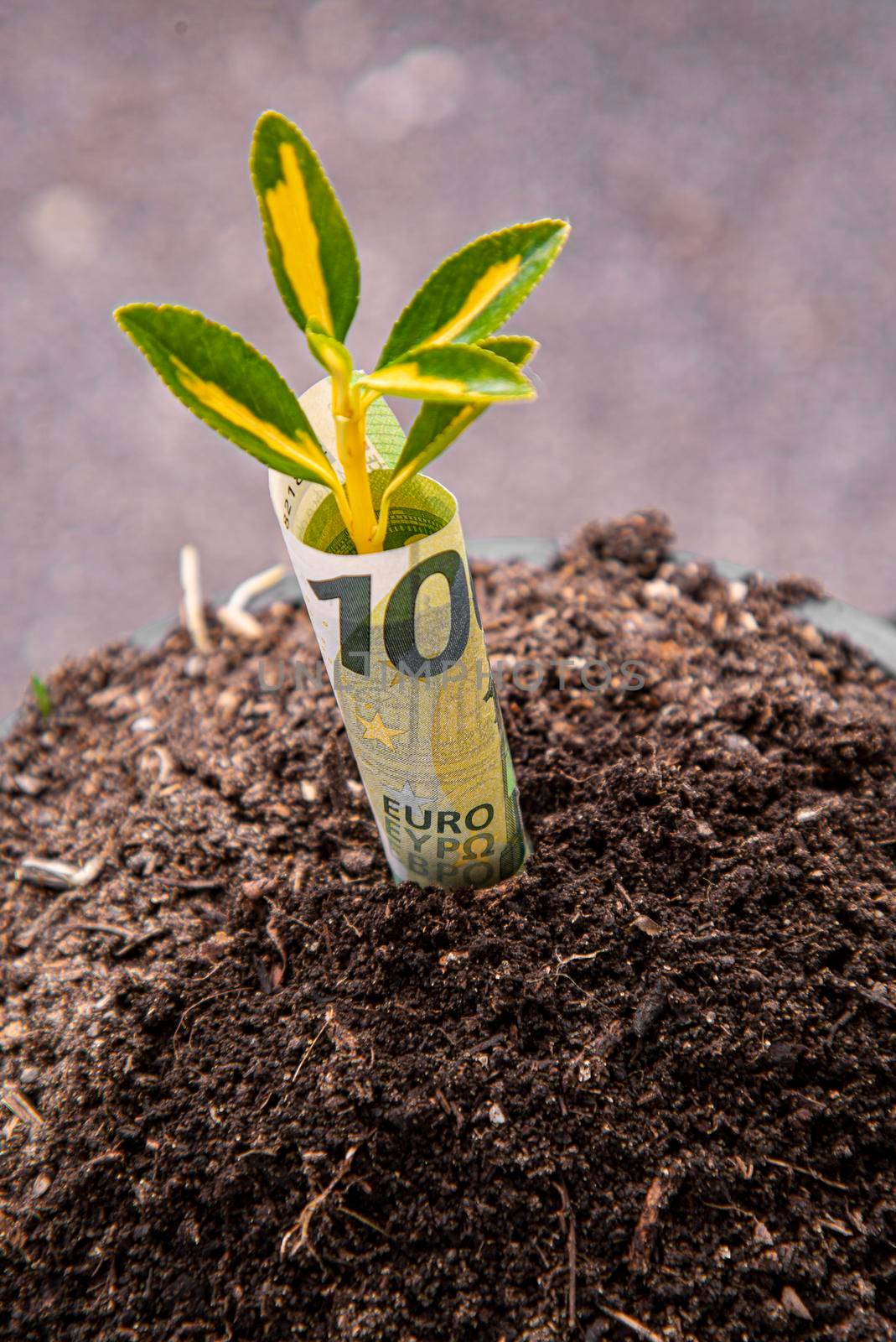 Economic Growth symbol : one hundred euro banknote with a plant or leaf growing out of the earth with green blurry background