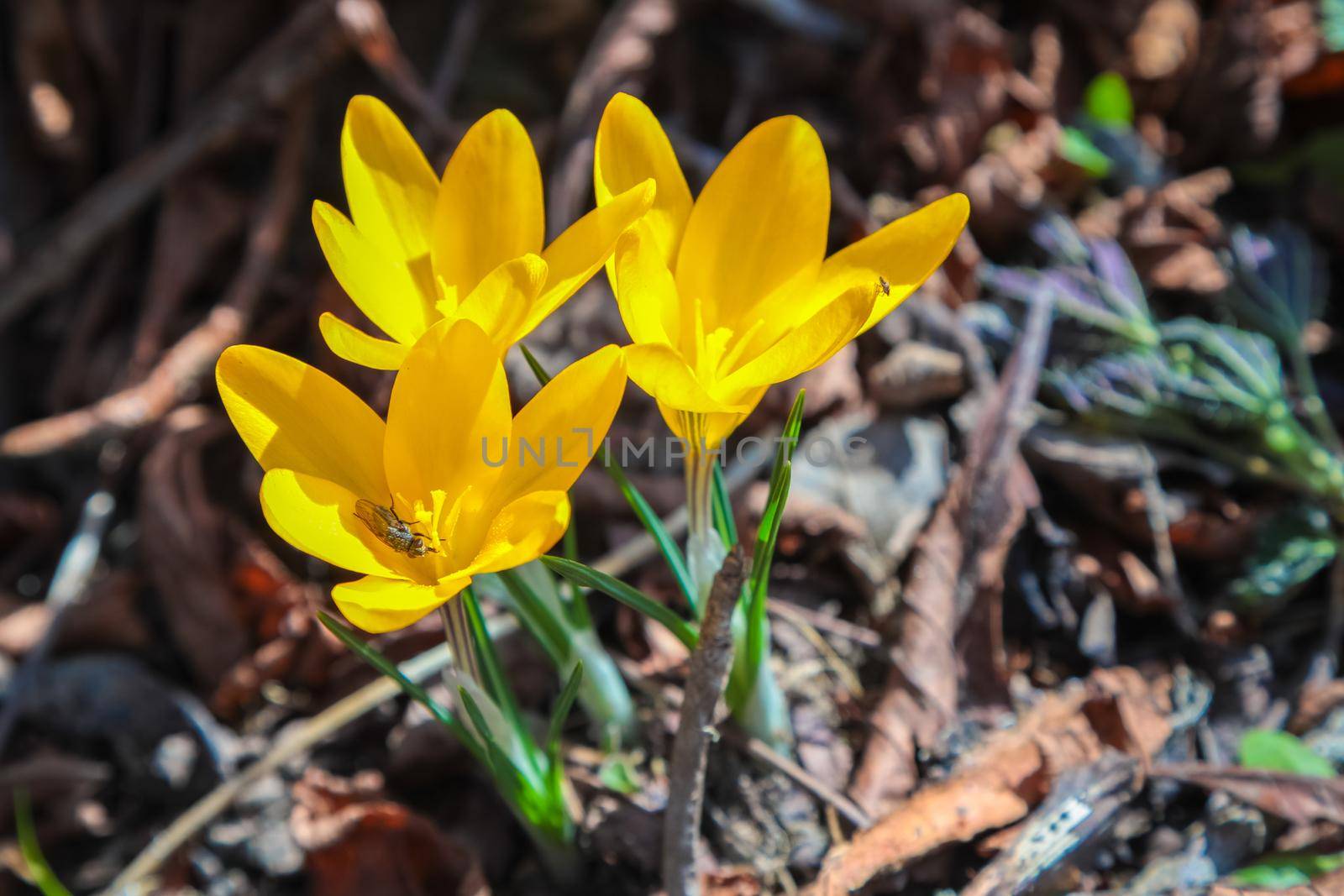 Bright yellow crocuses bloom on thawed patches after the snow melts in the spring.