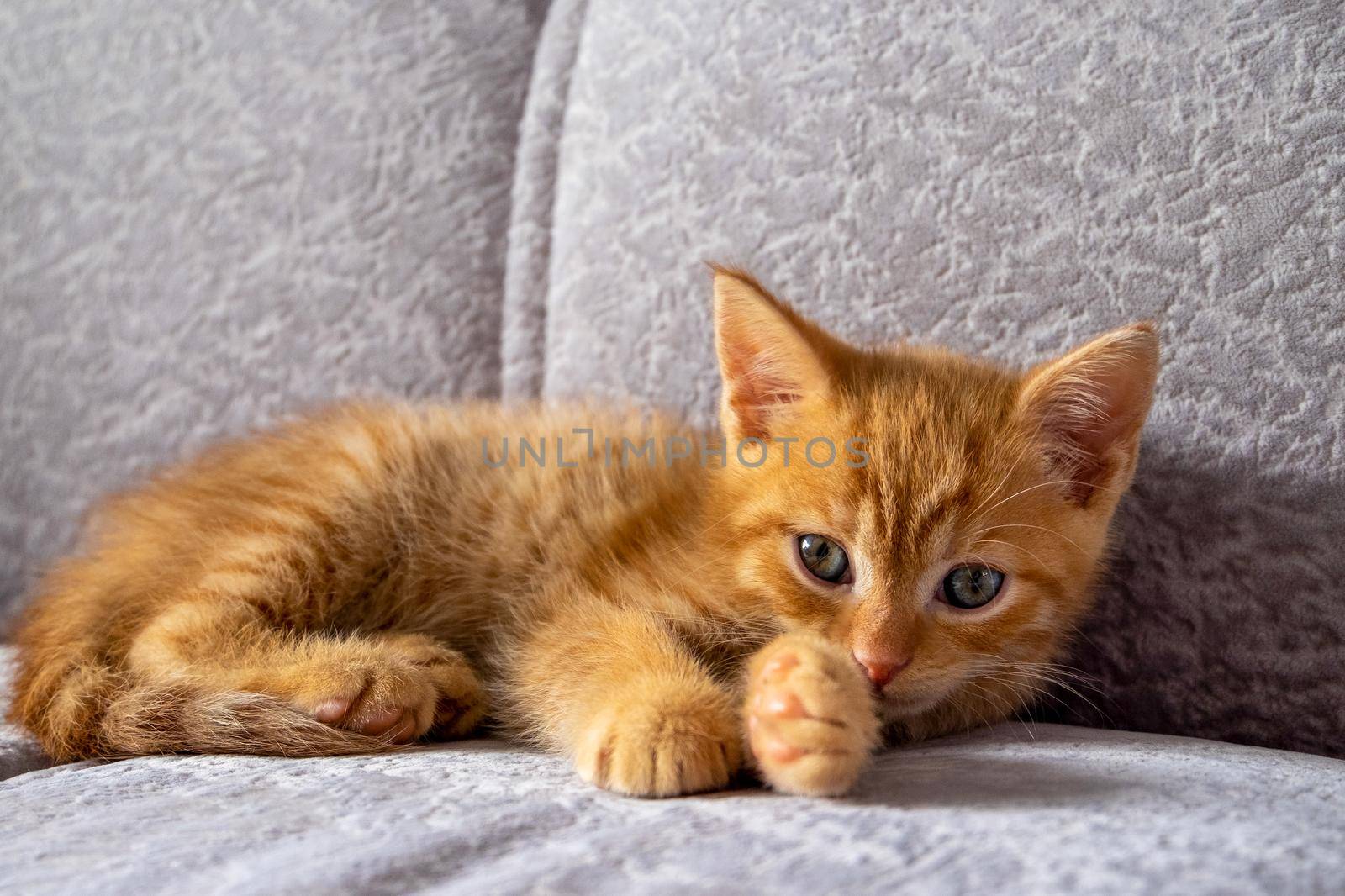 A small ginger kitten lies on the couch and looks at the camera. He is tired of playing and is resting. Domestic pet concept. Selective focus.