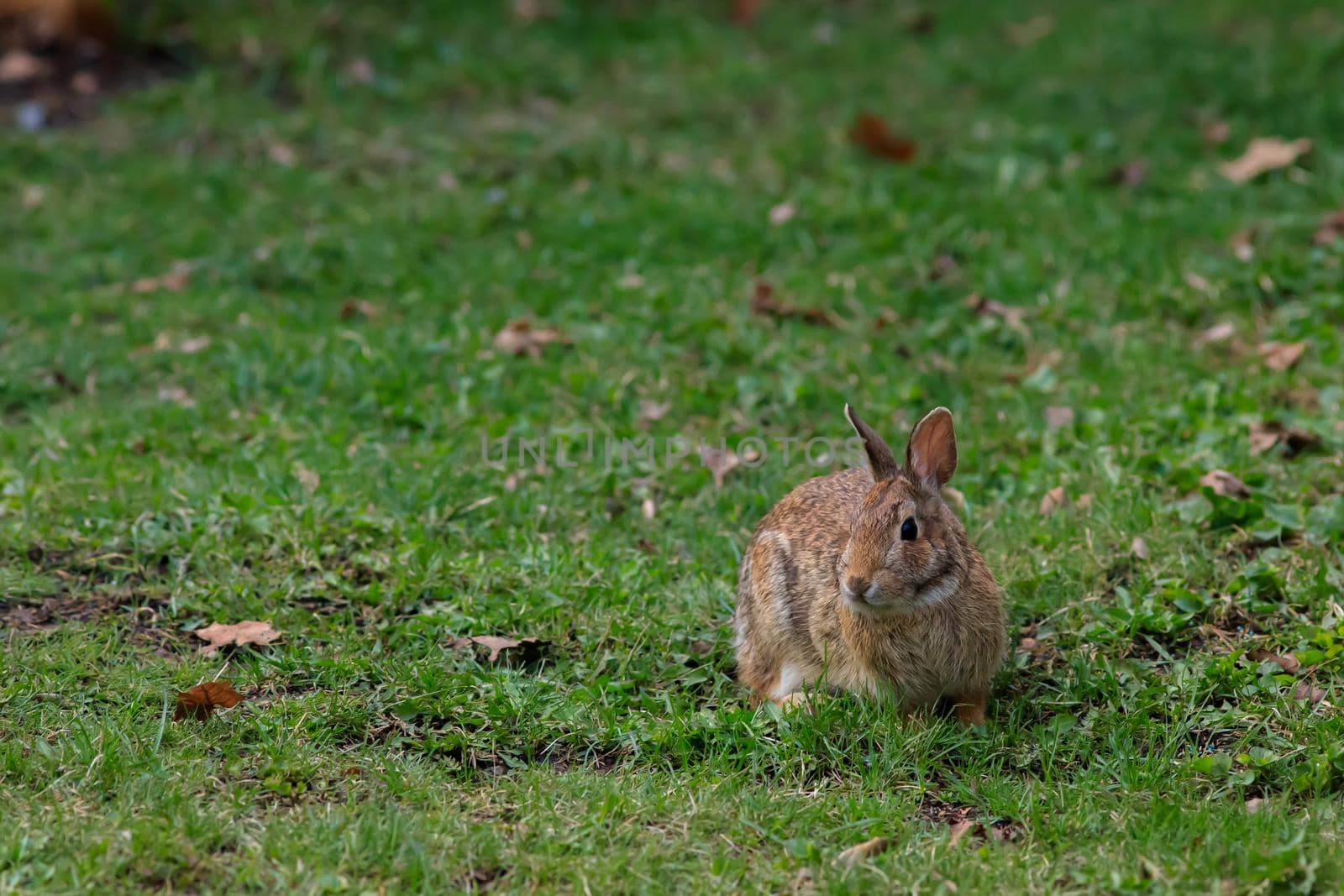 An eastern cottontail rabbit (Sylvilagus floridanus) sits in the grass in a suburban backyard.