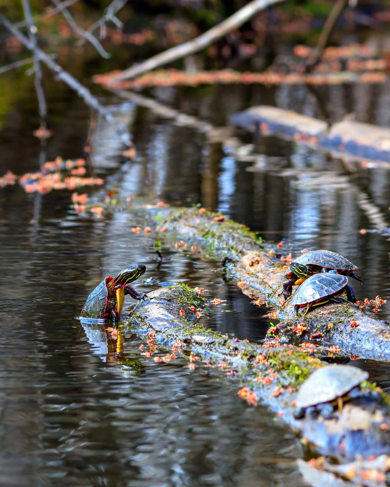 A midland painted turtle (Chrysemys picta marginata) climbs a floating log to join others sunning themselves in a pond. Fallen flowers of maple trees add pink and red to the green moss on the log.