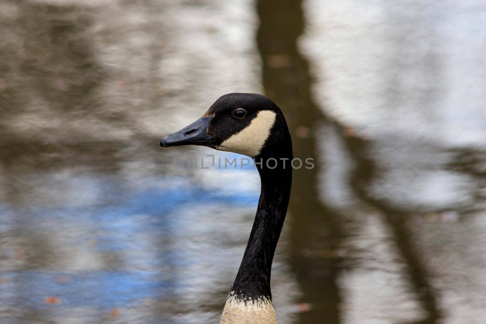 The head and neck of a Canada goose (Branta canadensis) is seen in profile against a water background.