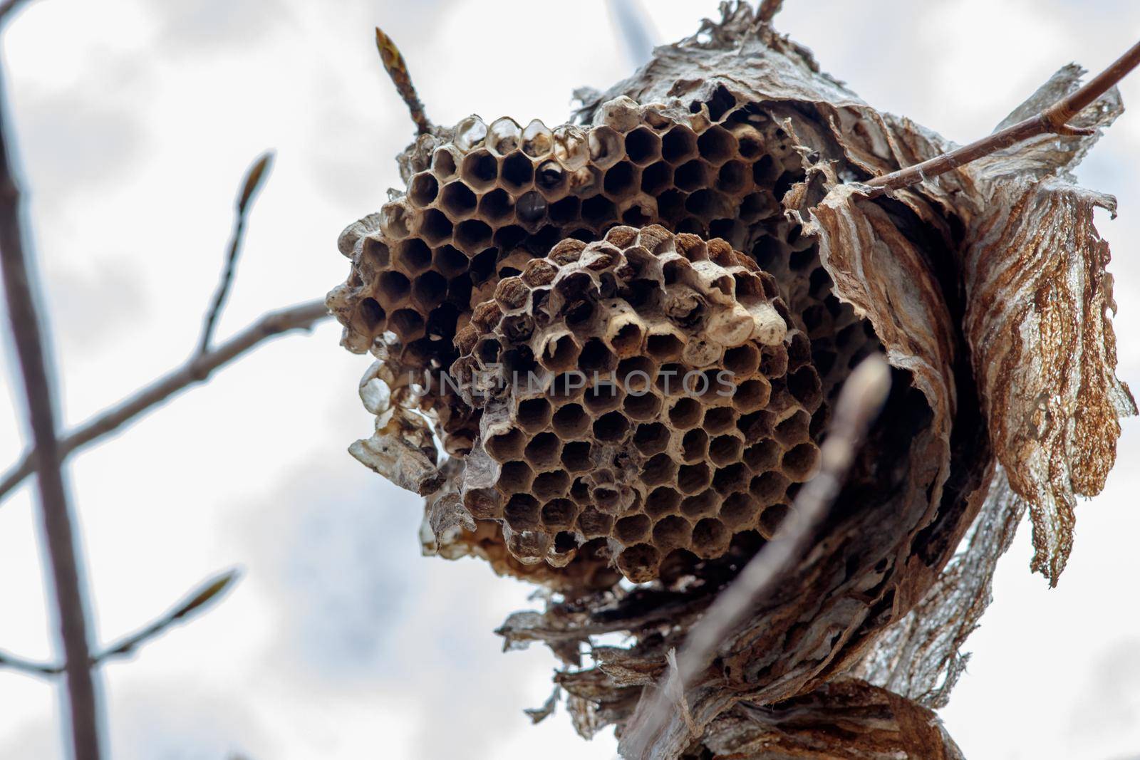 Close-up of abandoned paper wasp nest by colintemple