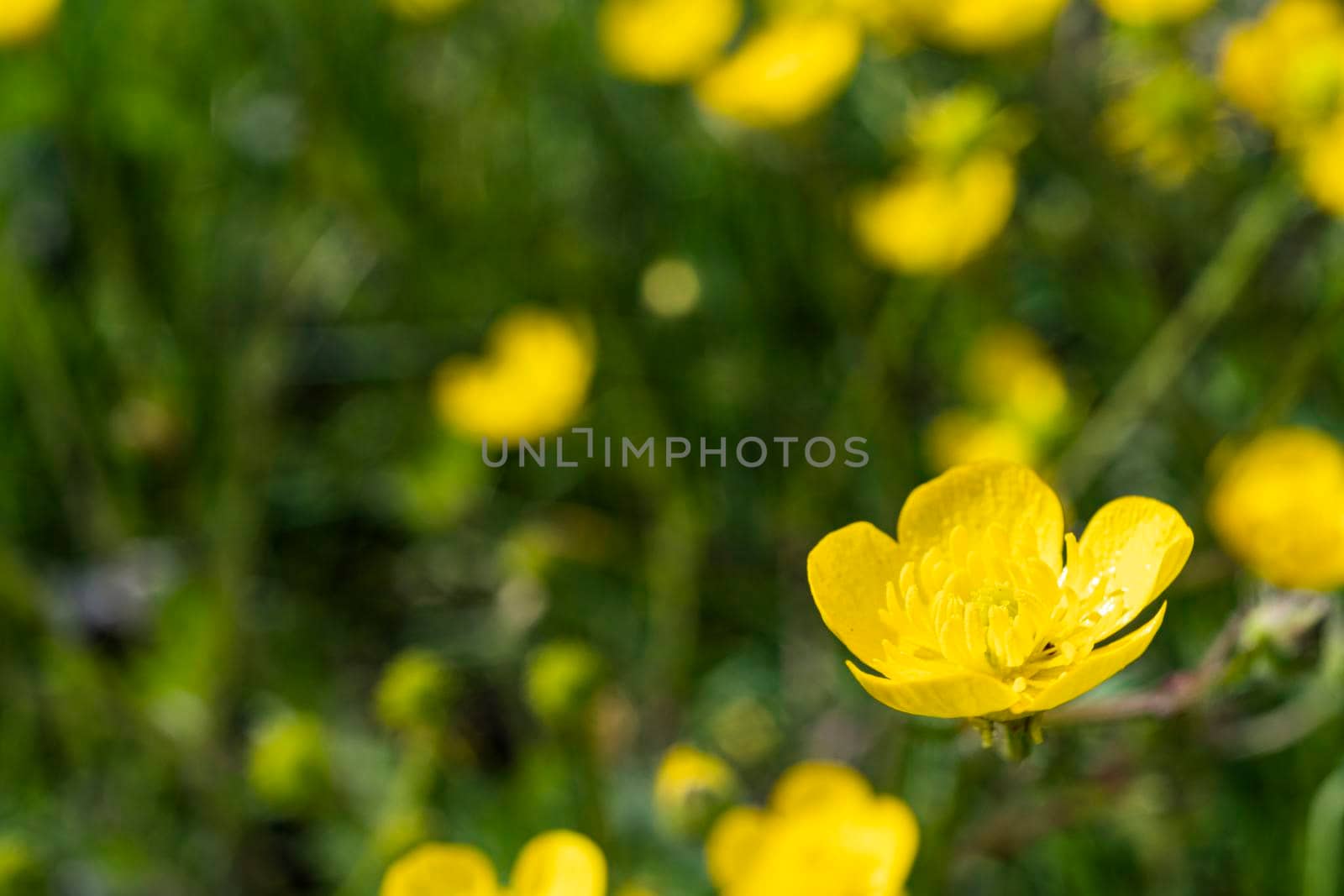 some buttercup flowers, Ranunculus Acris, in a meadow