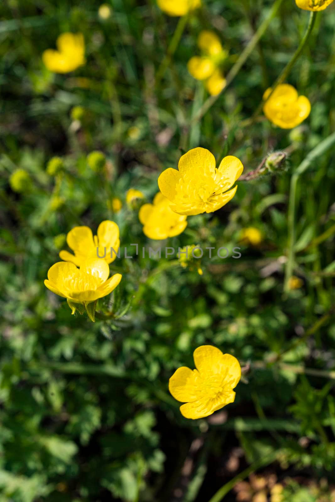 some buttercup flowers, Ranunculus Acris, in a meadow