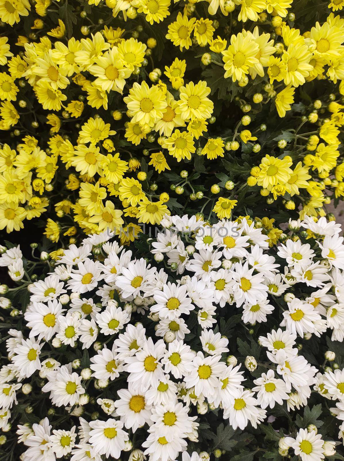 Flower bed full of yellow and white chrysanthemums half and half, seen from above.