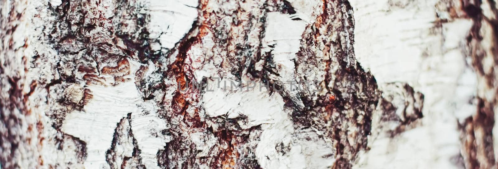 Natural wood, birch tree texture as wooden background, environment and nature by Anneleven