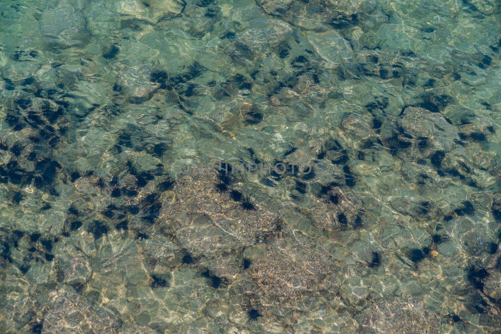 Sea urchins under the sea near water surface.