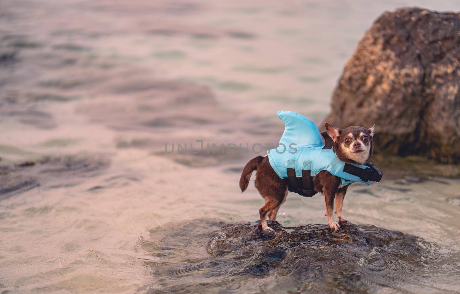 Little dog wearing shark shape swimming suit for safe swimming, standing in the sea. by sirawit99