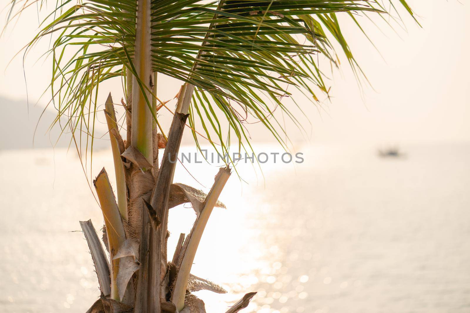 Sunset over the sea with Coconut palm tree on the tropical beach and orange pastel sky.