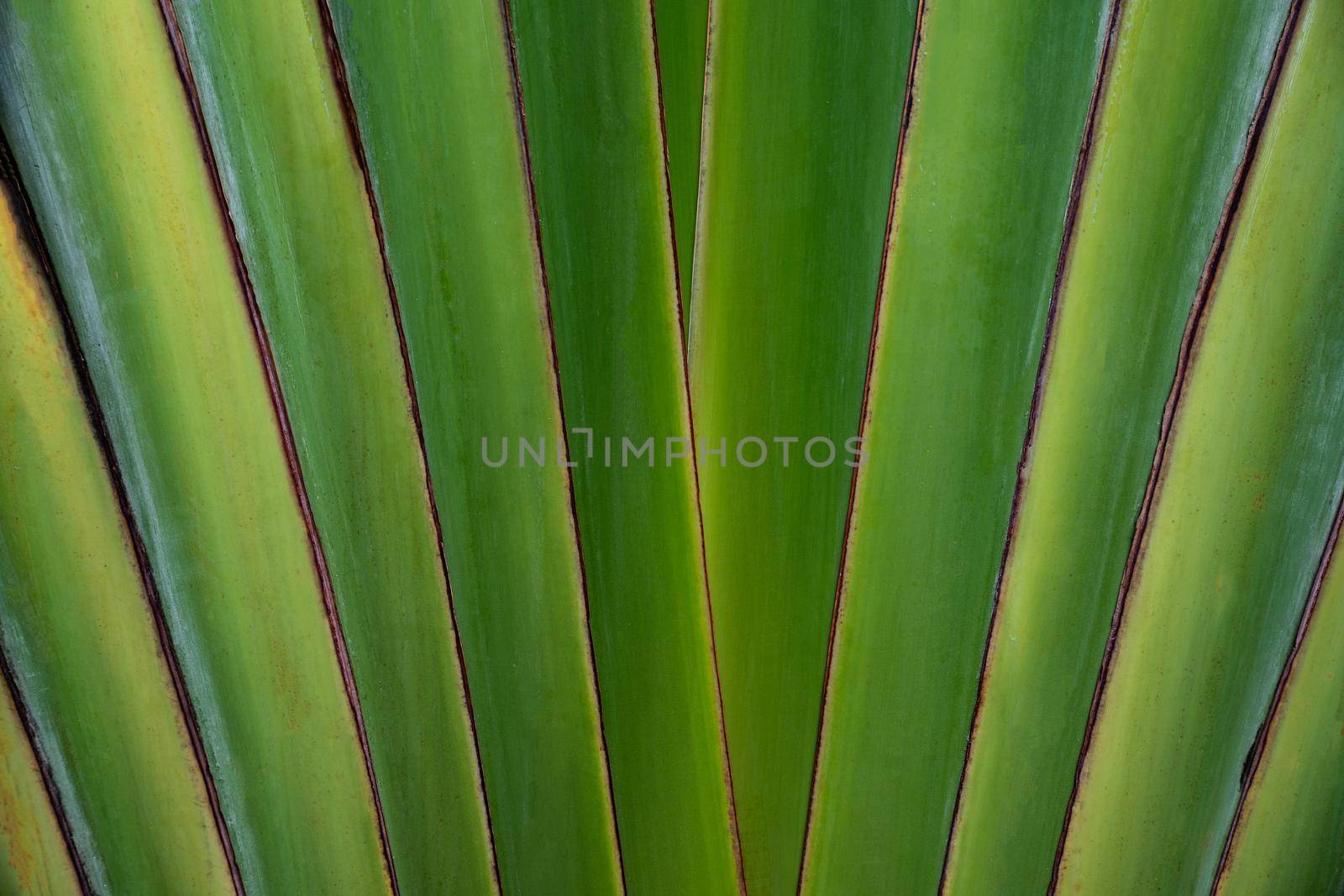 Close up shaped leaves of traveller's palm, leaves pattern background of traveller's Palm.