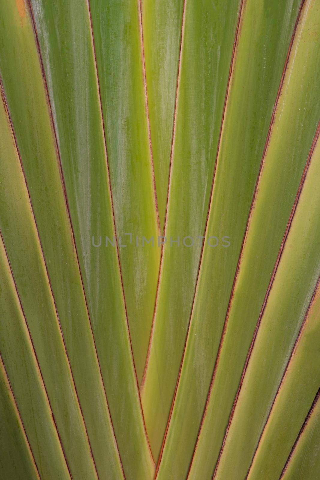 Close up shaped leaves of traveller's palm, leaves pattern background of traveller's Palm.