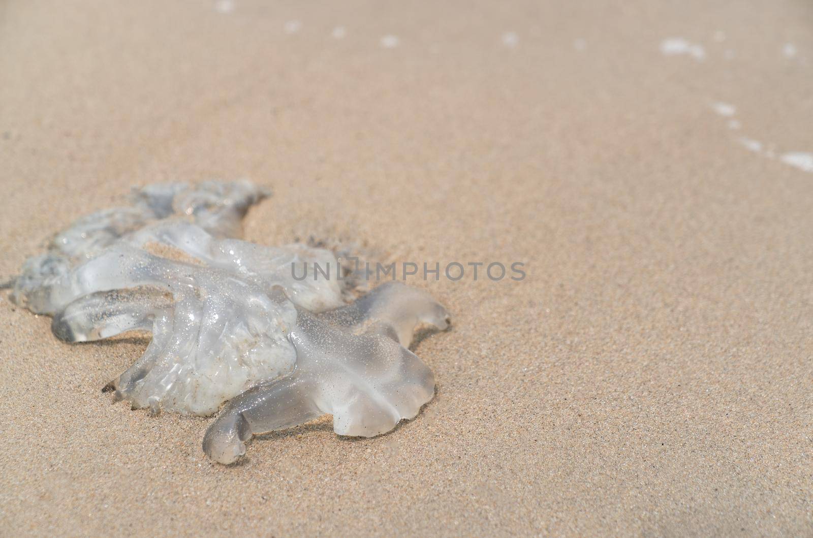 Died Jellyfish on the sand beach.