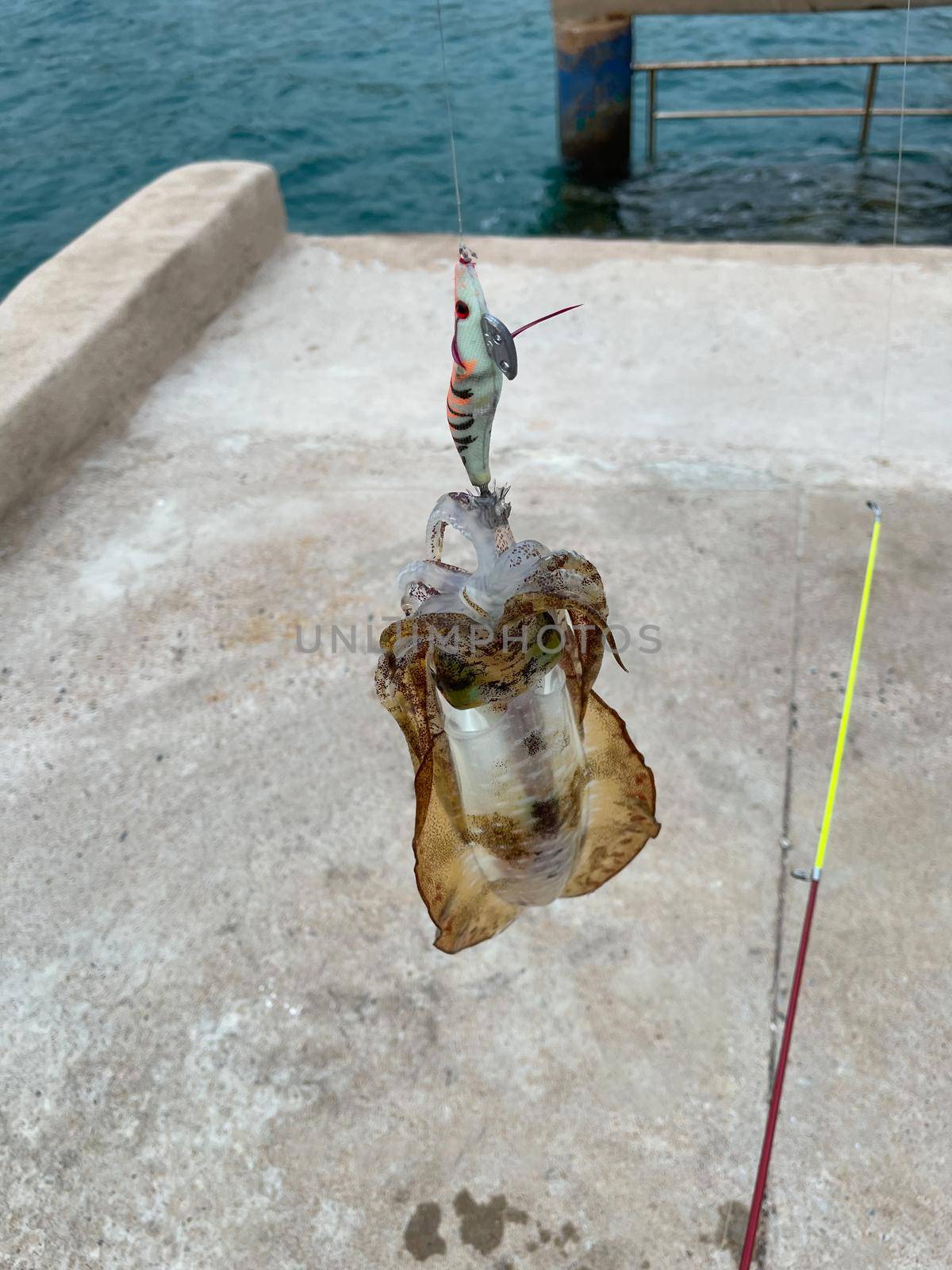 Fresh squid with hook from the sea, fisherman squid fishing. fishing rod.