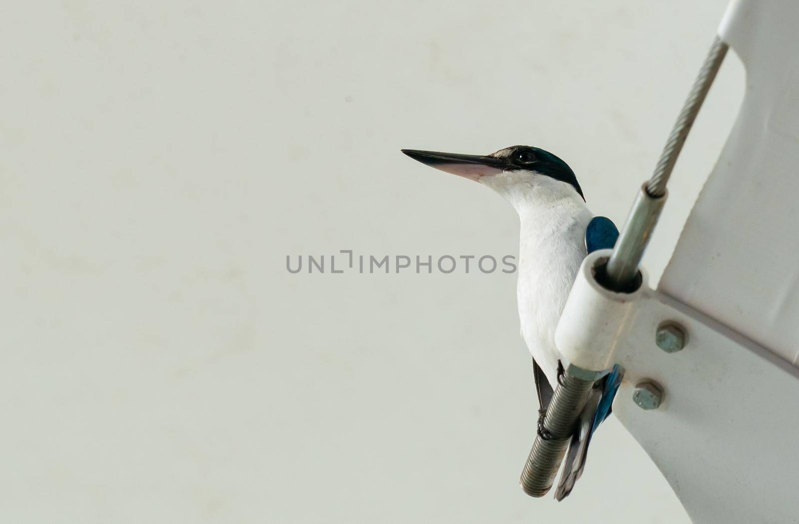 The Collared Kingfisher (Todiramphus chloris) standing on a cable. by sirawit99