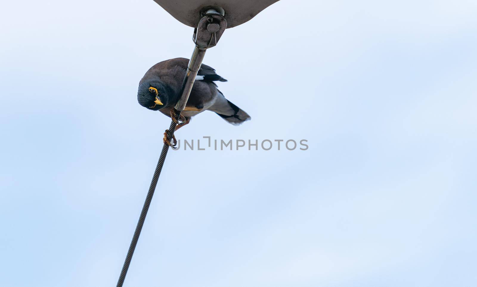 Portrait of Common Myna bird stand on a cable with blue sky. by sirawit99